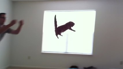 Une chatte qui aime sauter