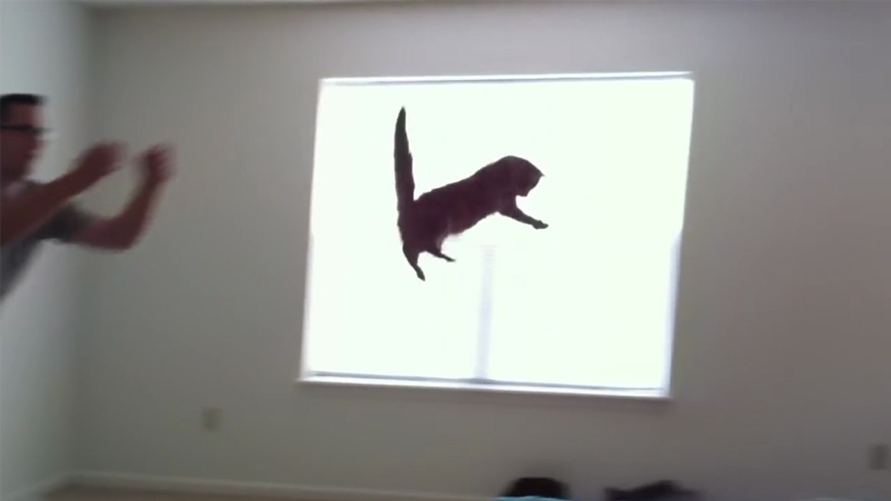 Une chatte qui aime sauter