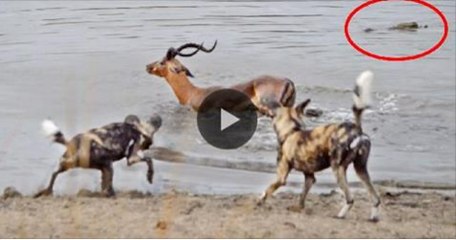 Impala vs Wild Dogs vs Crocodile vs Hippo