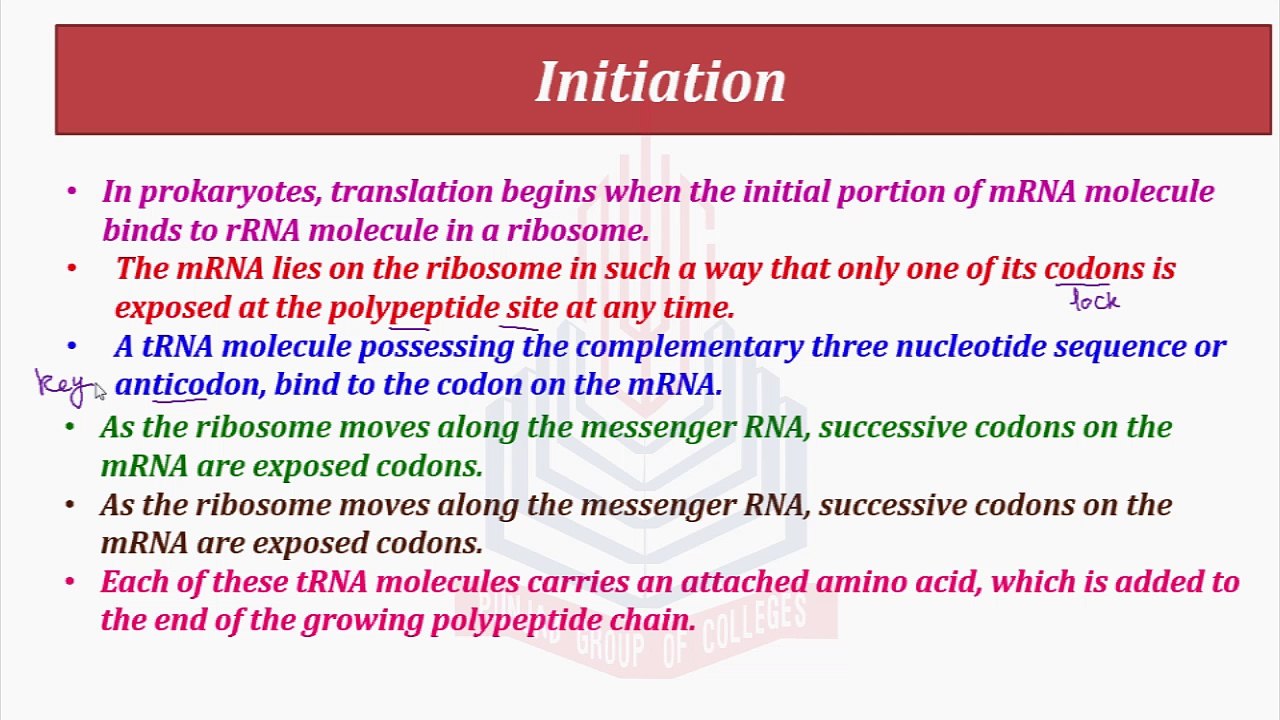 TRANSLATION