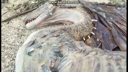 Δράκοι στον ουρανό του Θιβέτ;;(!) Αληθινό περιστατικό ή απάτη;