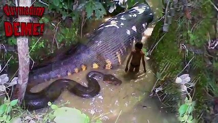 Dünyanın En Büyük Yılanı (sesli)