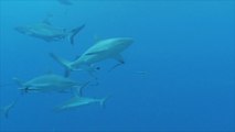 علماء يحذرون من خطر انقراض سمك القرش الأبيض