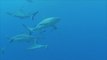 علماء يحذرون من خطر انقراض سمك القرش الأبيض