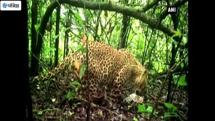 Leopard Attacks Create Terror in Villages