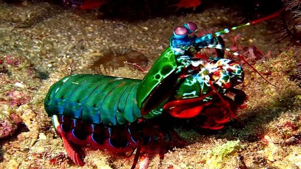 Dünyanın En Uzun Yaşayan Canlıları_2