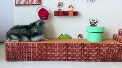 Un parcours de type Mario Bros pour un hamster !