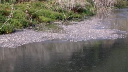 Toplu Balık Ölümleri