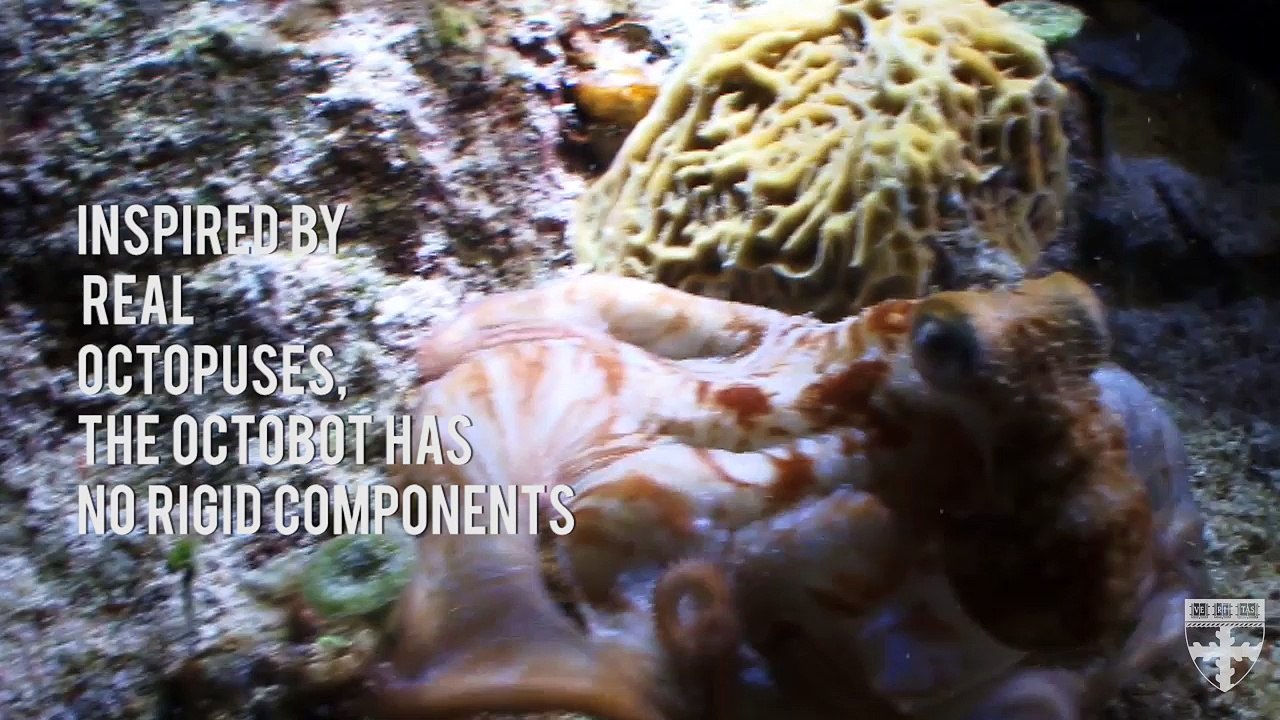Meet Harvard's OctoBot