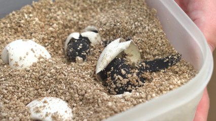 Eclosionan los huevos de tortuga boba del Oceanogràfic