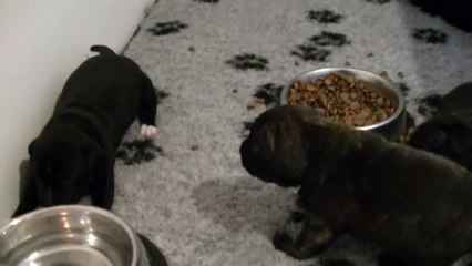 36ème vidéo Chiot de la 25ème portée de STAFFORDLAND