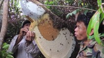 Ils récoltent le miel d'un nid d'abeilles géant sur un arbre !