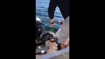 Un phoque échappe à un banc d'orques affamées en grimpant dans un bateau !