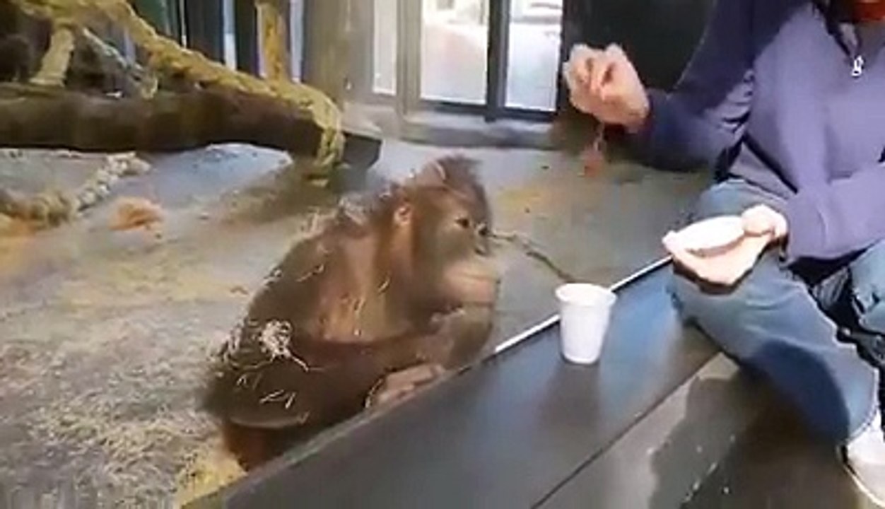 mad monkey