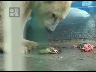ペルミ動物園のホッキョクグマたちの夏の日 (Aug. 2016)
