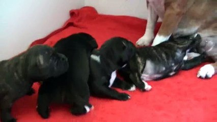39ème vidéo La tétée chiots de STAFFORDLAND