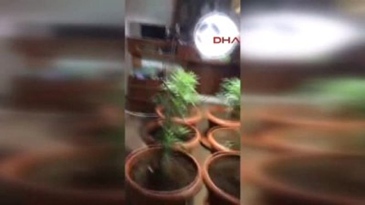 Samsun Evde Sera Kurup, Saksı İçerisinde Esrar Yetiştirip, Piyasaya Sürdüler