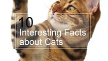 10 Interesting Facts about Cats