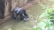 Un enfant chute dans l'enclos d'un gorille au zoo de Cincinnati (États-Unis)