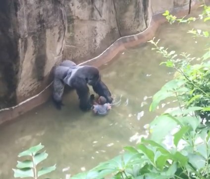 Un enfant chute dans l'enclos d'un gorille au zoo de Cincinnati (États-Unis)