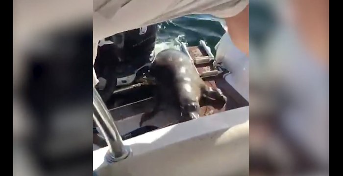En sautant sur un bateau de plaisance, ce phoque a échappé à des orques