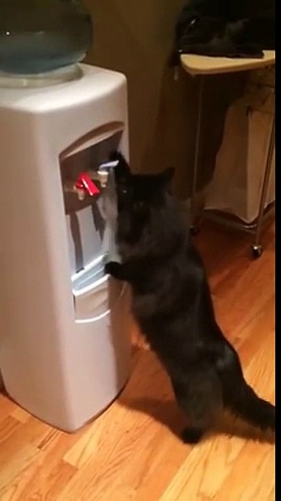 Un chat boit dans une fontaine à eau !