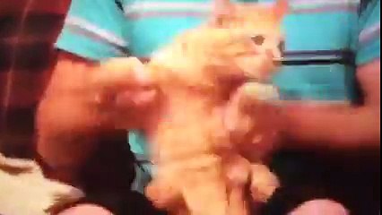 Funny cats dancing