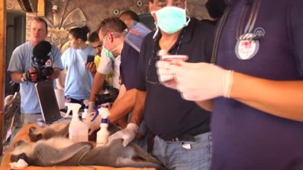 Gazze'deki Hayvanlara Four Paws'dan Yardım - Gazze