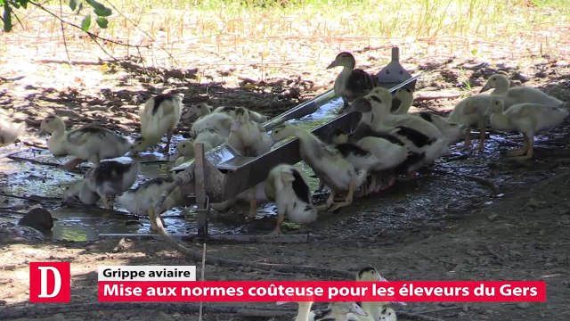 Le retour des canards dans le Gers, une mise aux normes coûteuse pour les éleveurs