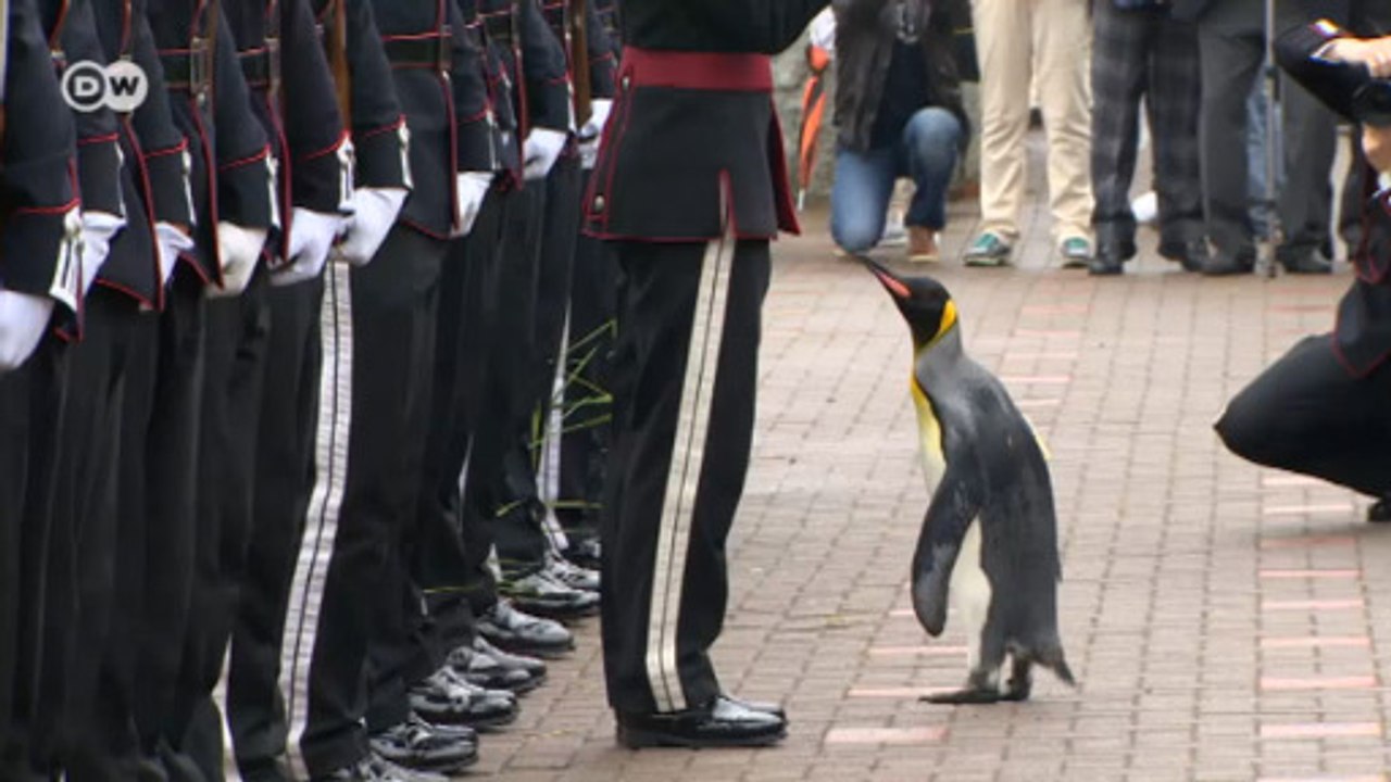 Penguen generalliğe terfi etti