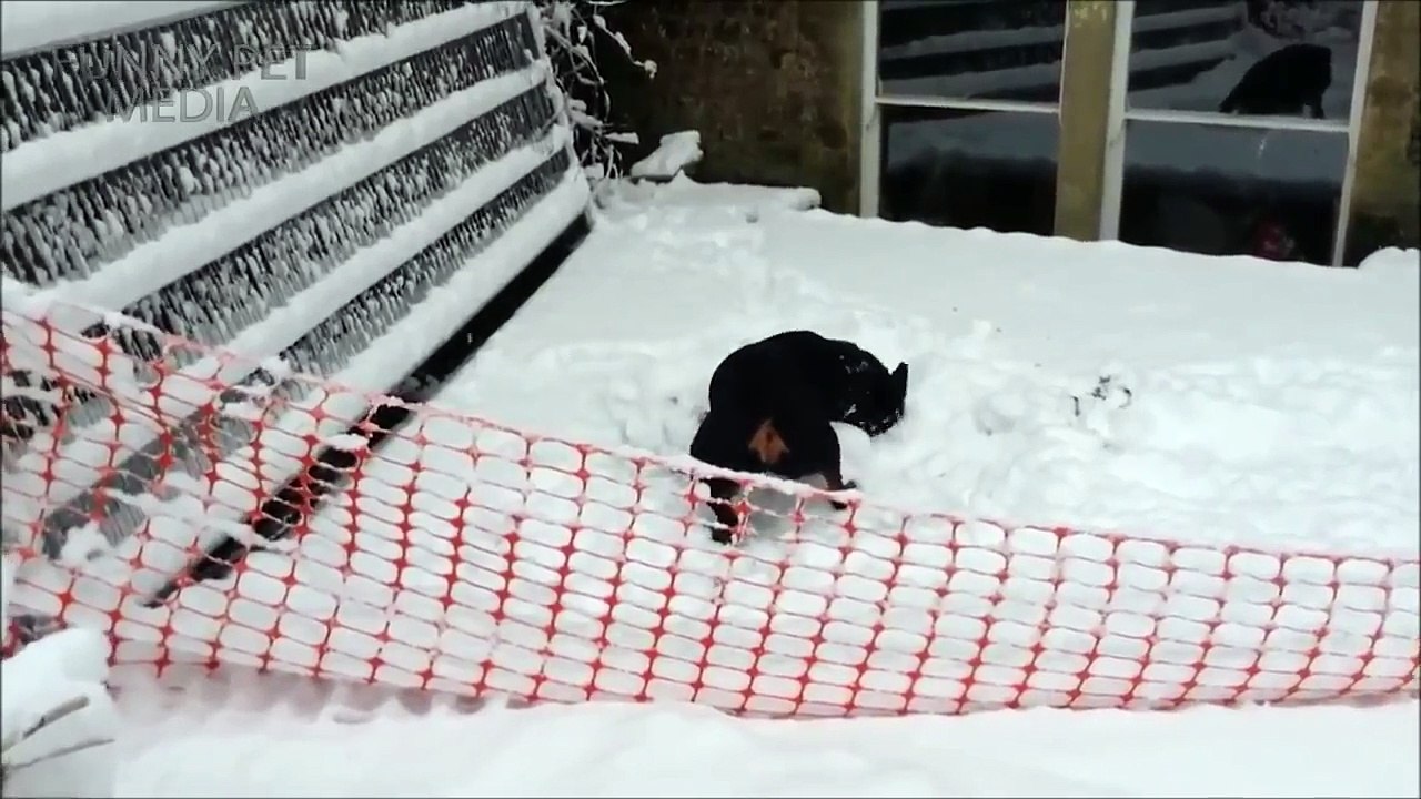 Funny Pets Moments 2016 - DOGS IN SNOW ★ Dogs Discover SNOW