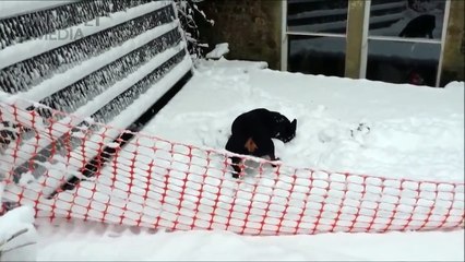 Funny Pets Moments 2016 - DOGS IN SNOW ★ Dogs Discover SNOW
