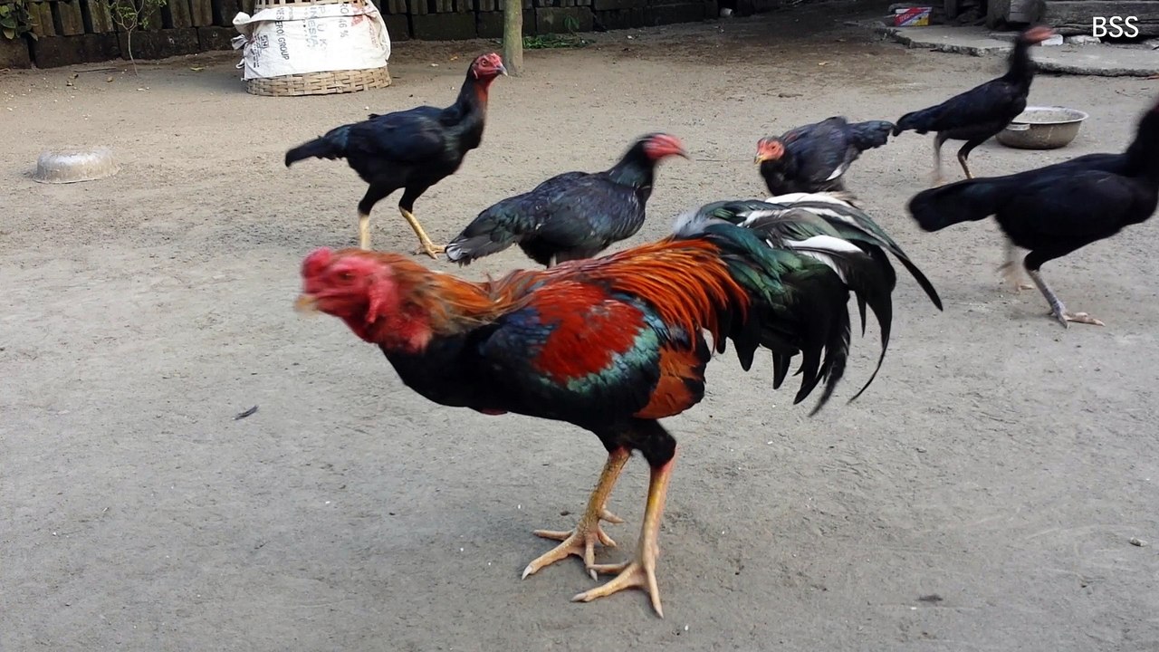 Ayam Kampung Ku #4