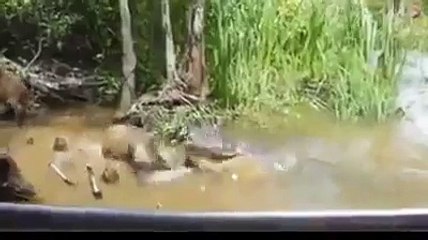 Cocodrilo se come a un cerdo por la imprudencia de un turista