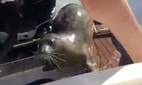 Seal Scrambles Onto Boat to Avoid Orcas on the Hunt