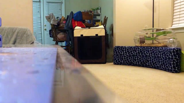 Ce chien est déterminé à s'enfuir.. Cage ou pas cage!