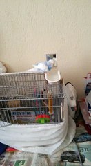 Banyo yapan muhabbet kuşu