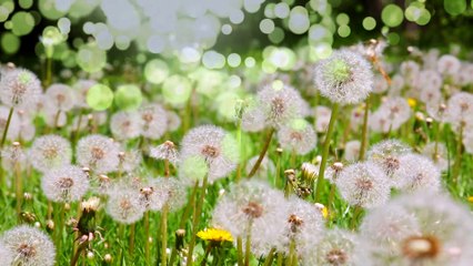 İç hemoroidin özellikleri nelerdir?