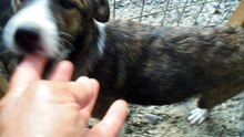 Mihailesti dogs