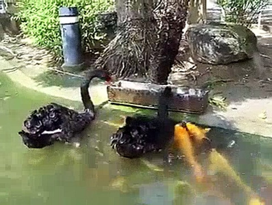 amazing so so so nice