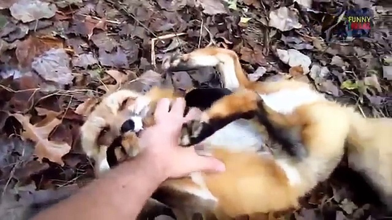 Different types of Animals Showing Love to Human Being.