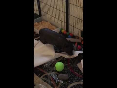 Tiny Pig Loves Destroying Pieces of Paper