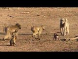 Baboon Infant Learns to Walk and Play With Family