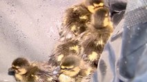 Tiny Ducklings Saved From Ugly Storm Drain