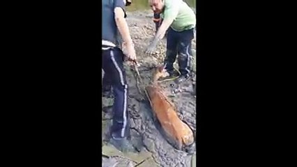 Good samartians rescue a stuck deer