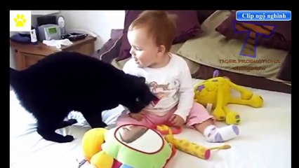 Comedy dogs and cats - babies and pets.