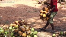 Tender Coconut plucking cutting