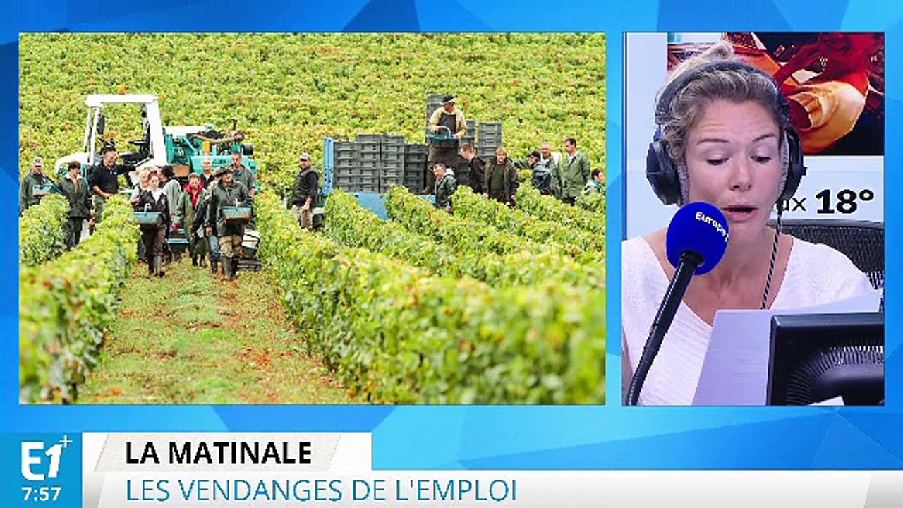 Vendanges : Pole emploi recherche des chômeurs qui aiment le vin