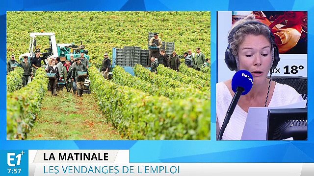 Vendanges : Pole emploi recherche des chômeurs qui aiment le vin