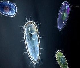 Brain-Eating Amoeba